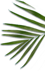palm